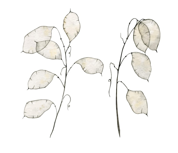 Flores secas tiernas de Lunaria sobre un fondo blanco para herbario Ilustración de acuarela botánica para invitaciones de boda sobre fondo aislado Lunar para póster Dibujo en colores beige y blanco