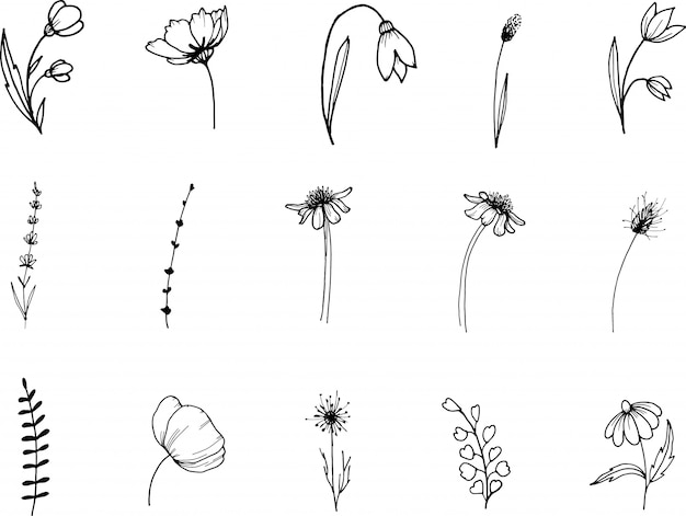 flores silvestres, arte lineal doodle clipart, dibujado a mano