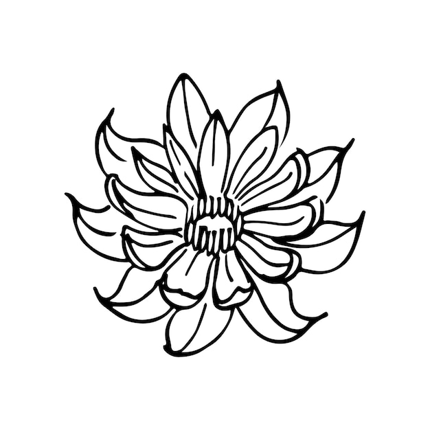 Flores silvestres doodle nenuphar lineart vector ilustración dibujo a mano