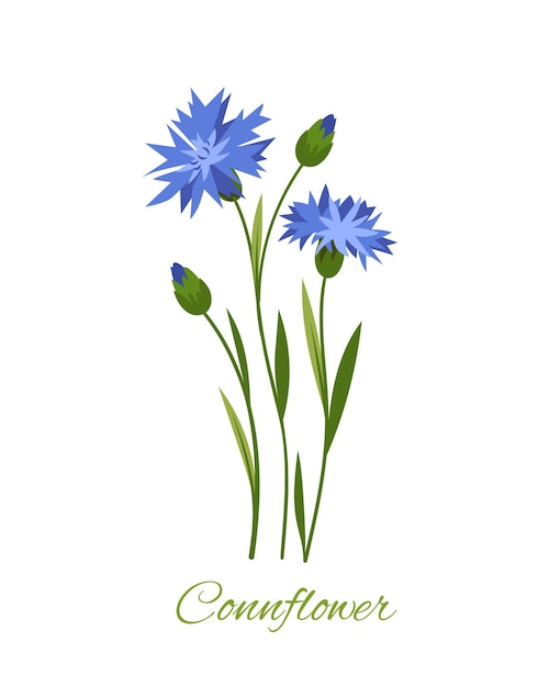 Flores silvestres con texto flor con inscripción connflower belleza elegancia y estética flor y
