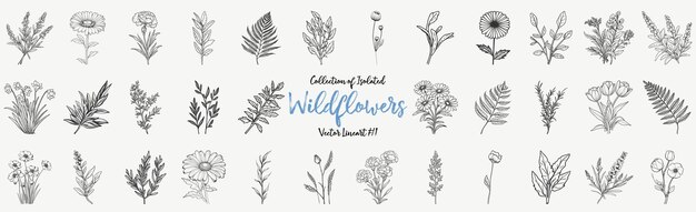 Flores silvestres Vector Lineart Collection Boceto dibujado a mano para venta promocional de temporada tarjeta de felicitación romántica cartel impresión de pancartas Patrón floral aislado sin fondo