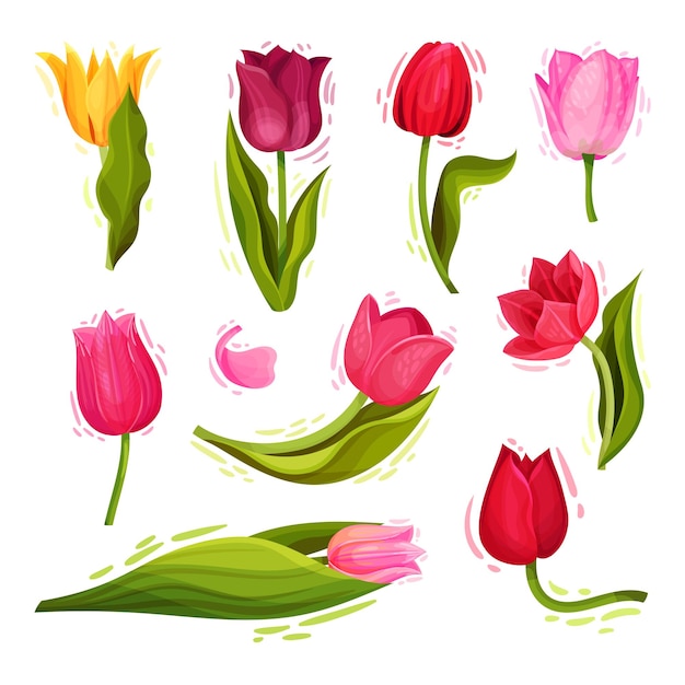 Flores de tulipán brillantes con brotes grandes y hojas o hojas puntiagudas verdes Ilustración vectorial