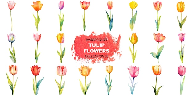 Flores de tulipanes pintadas con acuarela vectorial elementos de diseño dibujados a mano aislados sobre un fondo blanco