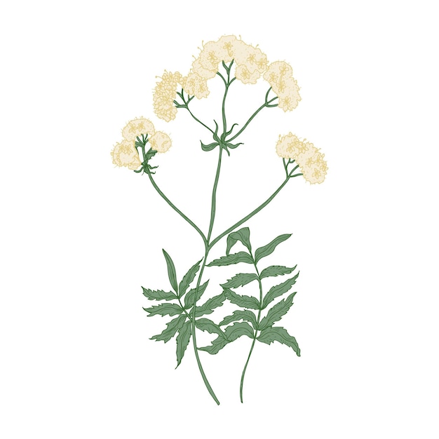 Vector flores de valeriana florecientes aisladas sobre fondo blanco. dibujo elegante de planta silvestre con flores perennes o flor silvestre utilizada como sedante o ansiolítico. ilustración de vector dibujado a mano natural colorido.