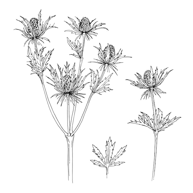 Flores vector línea dibujo Eryngium flor dibujada por una línea negra sobre un fondo blanco
