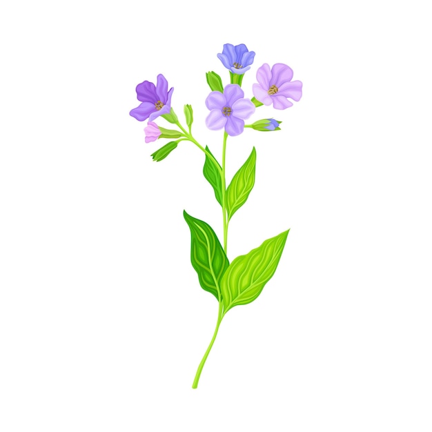 Flores violetas en flor de la planta Lungwort que crece en el tallo verde con hojas puntiagudas Ilustración vectorial