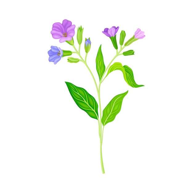 Flores violetas en flor de la planta Lungwort que crece en el tallo verde con hojas puntiagudas Ilustración vectorial
