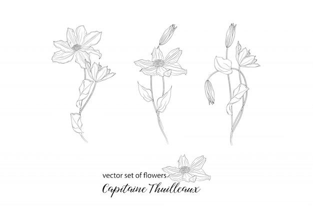 Flores y yemas de clemátide