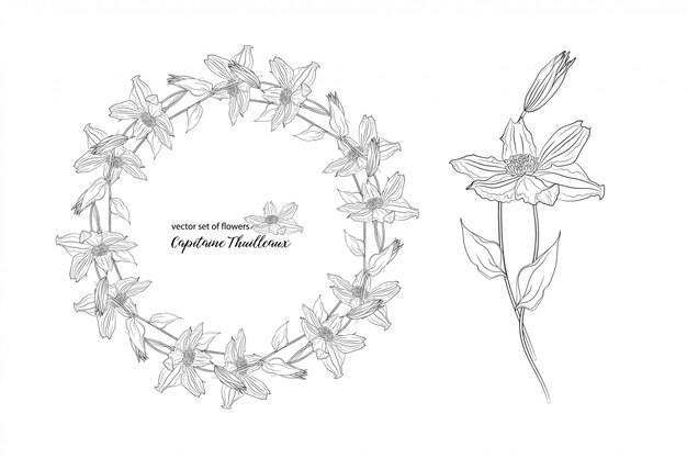 Flores y yemas de clemátide