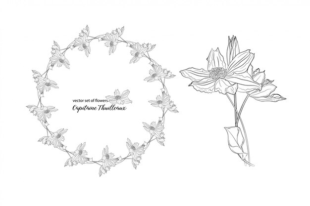 Flores y yemas de clemátide
