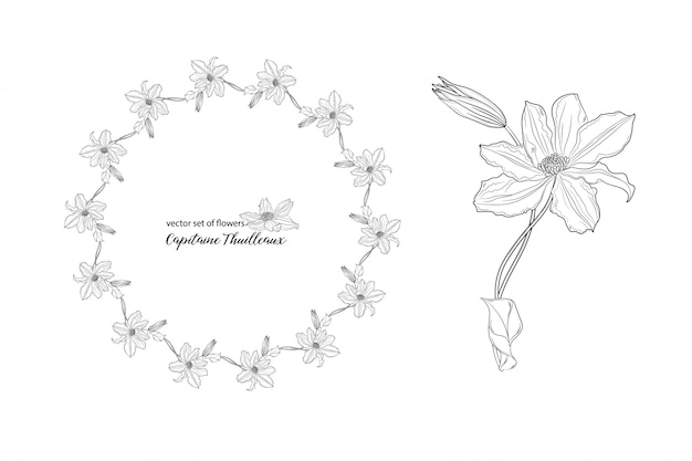 Flores y yemas de clemátide