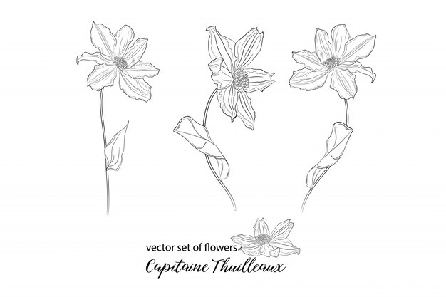 Flores y yemas de clemátide