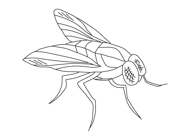 Fly doodle vector de dibujo sencillo