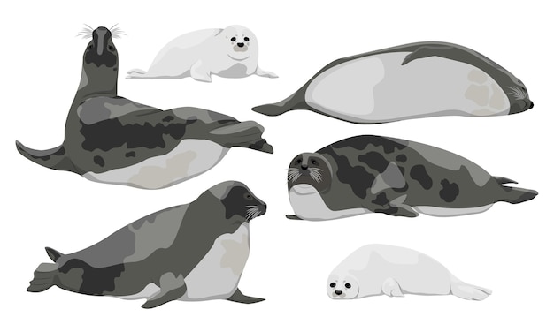 Foca arpa o foca de Groenlandia