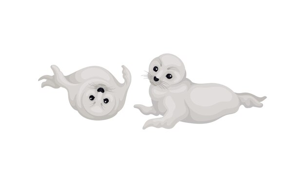 Las focas de pelaje blanco como especie pinada con Vibrissae y un denso conjunto de vectores de subpelo
