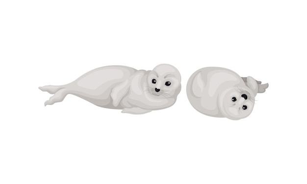 Las focas de pelaje blanco como especie pinada con Vibrissae y un denso conjunto de vectores de subpelo