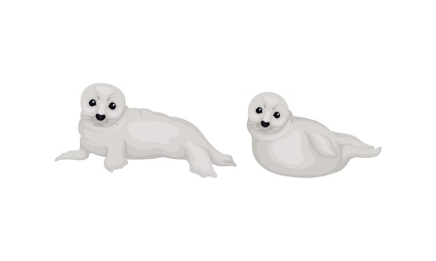 Las focas de pelaje blanco como especie pinada con Vibrissae y un denso conjunto de vectores de subpelo