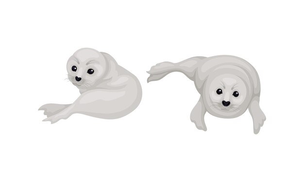 Las focas de pelaje blanco como especie pinada con Vibrissae y un denso conjunto de vectores de subpelo