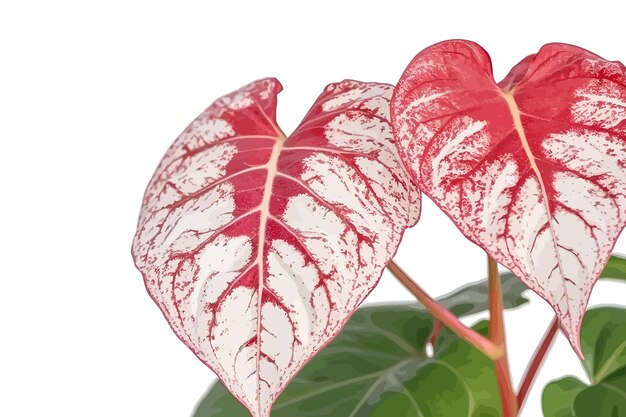 Vector follaje blanco con manchas rojas hoja de fantasía diseño de ilustración caladium vector