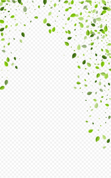 Vector follaje de menta viento vector fondo transparente hojas frescas planta bosque hoja ecología patrón verdes bandera realista