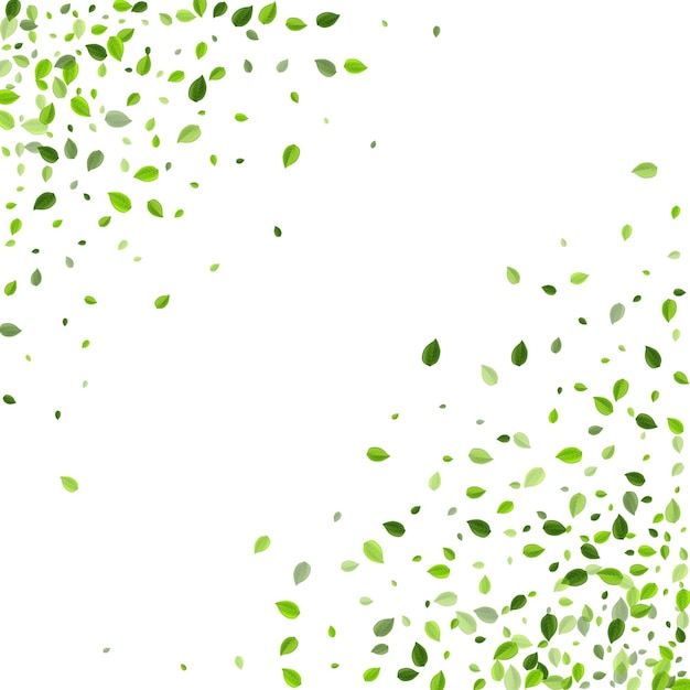 Folleto de vector de árbol de hoja de olivo. Desenfoque de rama de follaje. Fondo transparente de verdes de pantano. Deja volar la frontera.
