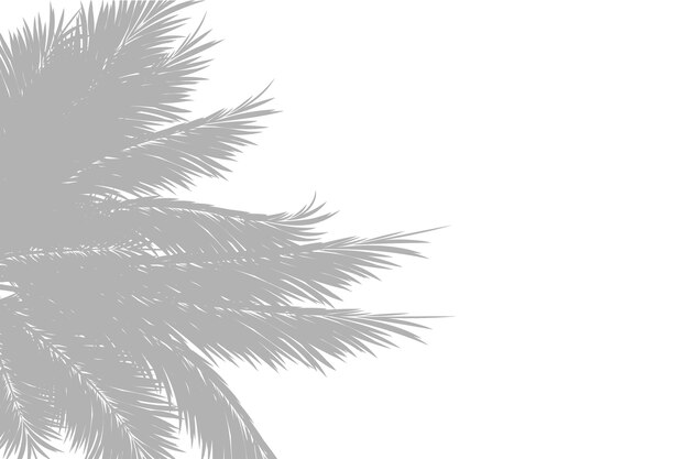 Fondo abstracto de hojas de palma o hojas de coco en la parte superior sombra gris de patrón natural