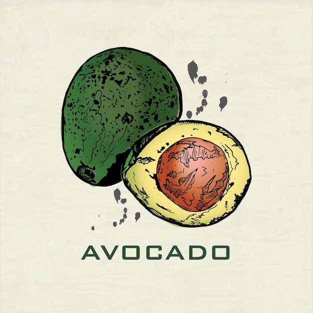 Vector fondo de aguacate dibujado a mano de color