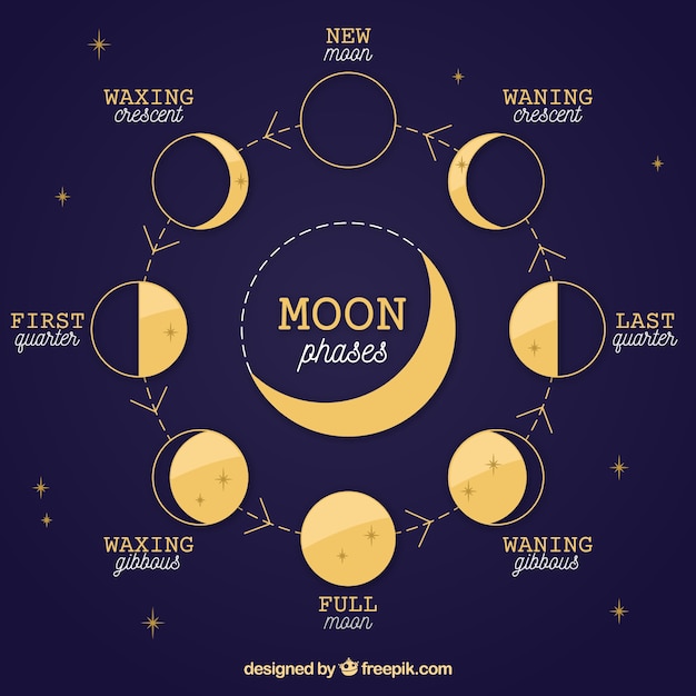 Fondo azul oscuro de fases lunares y estrellas