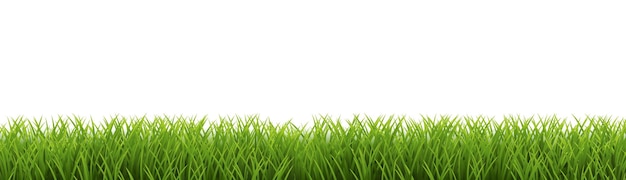Vector el fondo blanco aislado del borde de la hierba verde
