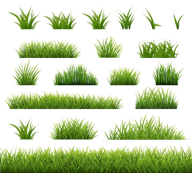 El fondo blanco de la hierba verde de primavera