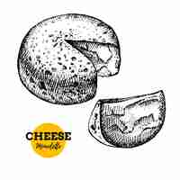 Vector el fondo del boceto de queso mimolette dibujado a mano ilustración vectorial de alimentos lácteos naturales