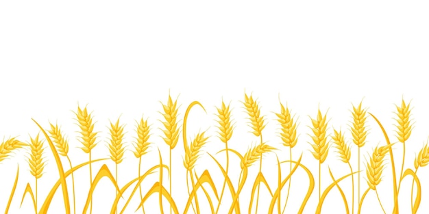 Fondo de campo de granja de dibujos animados con espigas de trigo dorado. Orejas de cultivos de cereales agrícolas. Escena rural con patrón de borde de vector de cosecha de grano. Ilustración de grano de trigo dorado, comida de cosecha