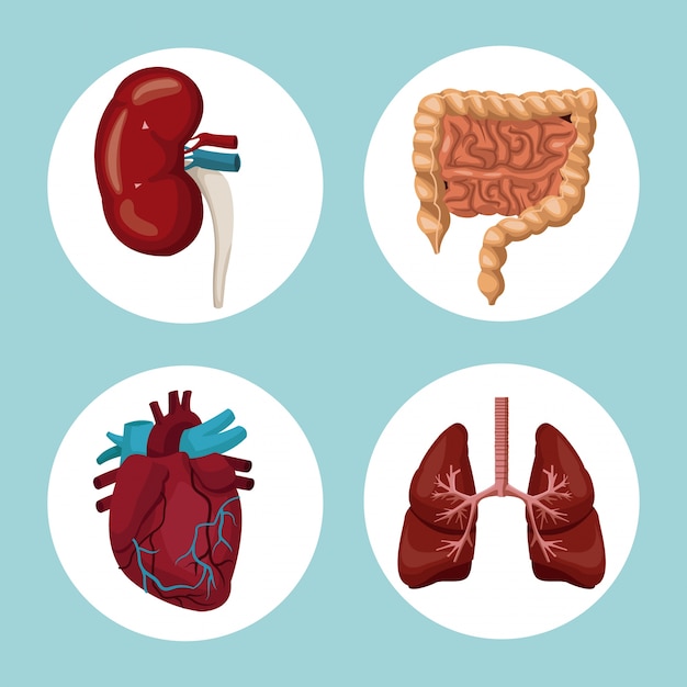 Fondo de color con marcos circulares de órganos del cuerpo humano