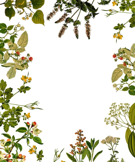 Fondo Decoración de marco floral de otoño temporada natural