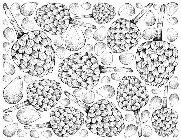 Vector fondo dibujado a mano de las frutas maduras de la chirimoya y de cempedak