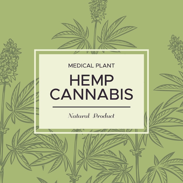 Fondo de dibujo de cannabis. Ramas de cáñamo, plantas cosméticas y médicas, marihuana para porros y bong, cartel botánico de vector de ganja dibujado a mano