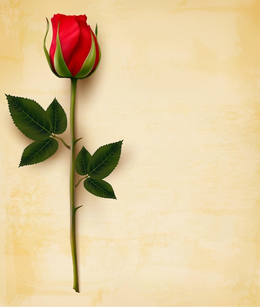 Fondo feliz día de san valentín. solo rosa roja sobre un papel viejo