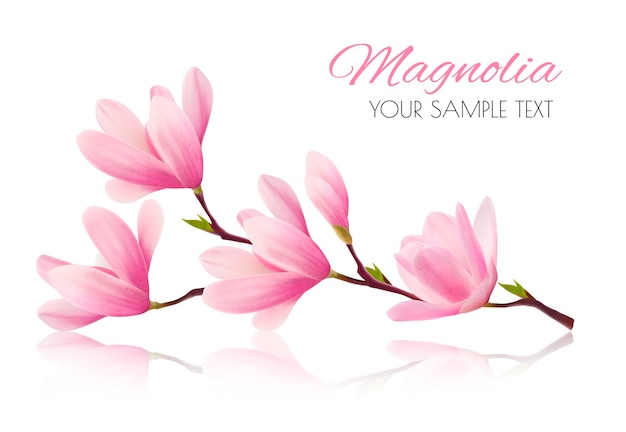 Vector fondo de flor con rama de flor de magnolia rosa.