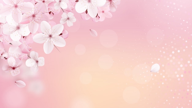 Fondo de flor de sakura