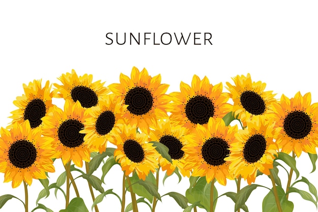 Fondo floreciente de girasol listo con espacio para texto para el diseño de folletos de invitaciones de tarjetas