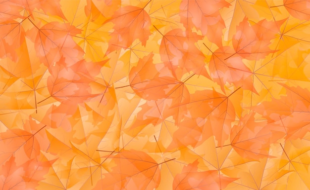 Vector fondo de hoja de otoño colorido transparente