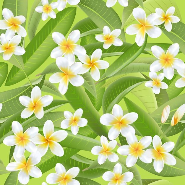 Fondo hojas tropicales flores plumeria