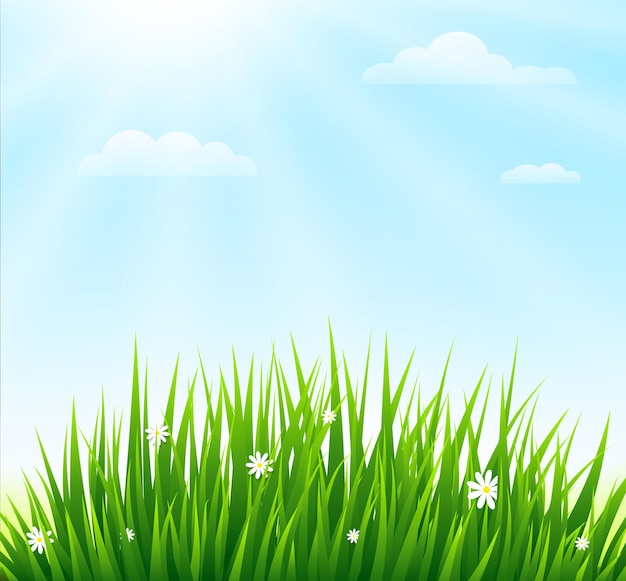 Fondo de naturaleza primavera o verano con hierba verde y flores ilustración vectorial