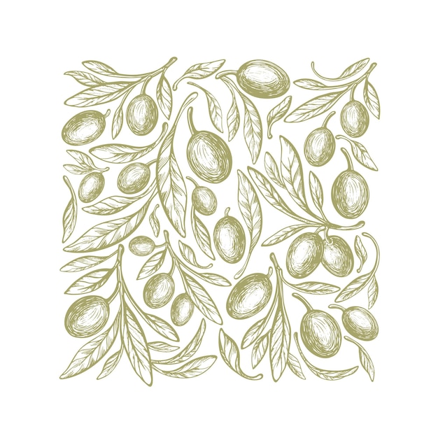 Fondo de oliva Impresión cuadrada Vector rama verde