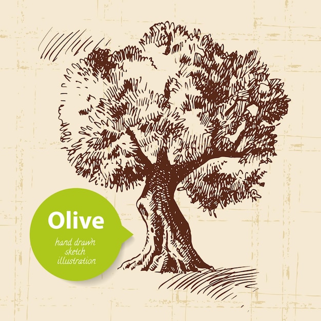 Fondo de oliva vintage. Ilustración dibujada a mano