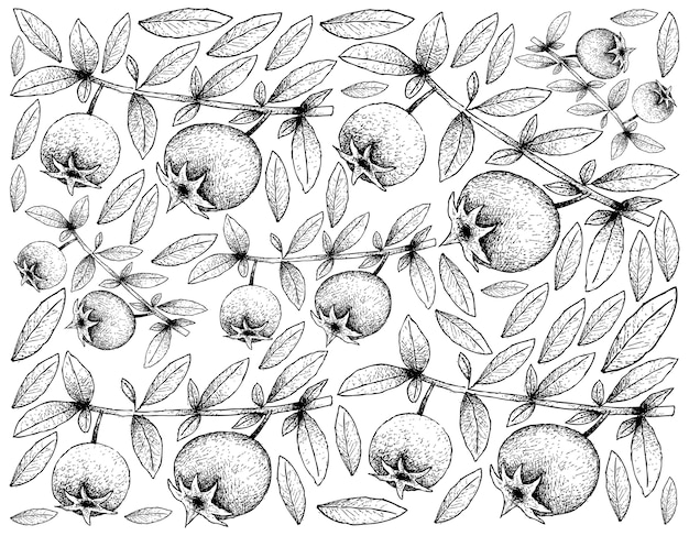 Vector fondo de pantalla de ilustración de frutas tropicales de boceto dibujado a mano
