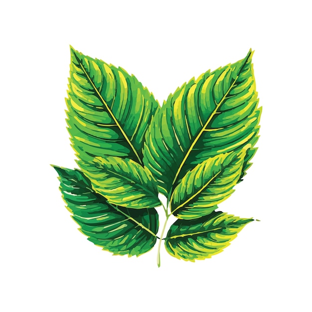 Vector fondo de patrón de hoja verde de la naturaleza