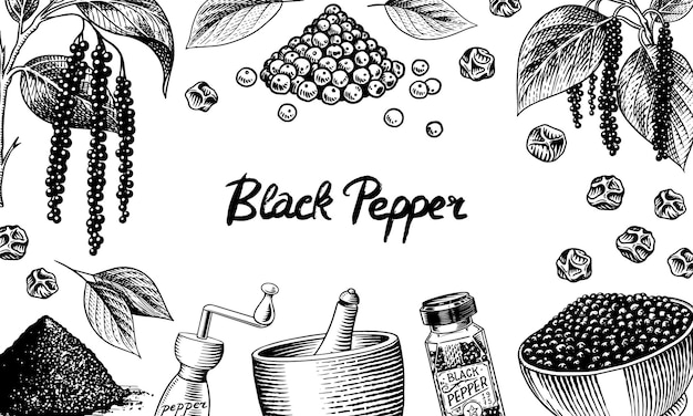 Fondo de pimienta negra en estilo vintage Mortero y maja Pimienta de Jamaica o grano de pimienta Molino y semillas secas un montón de especias Conjunto de condimentos de hierbas Bosquejo vectorial dibujado a mano grabado para cartel