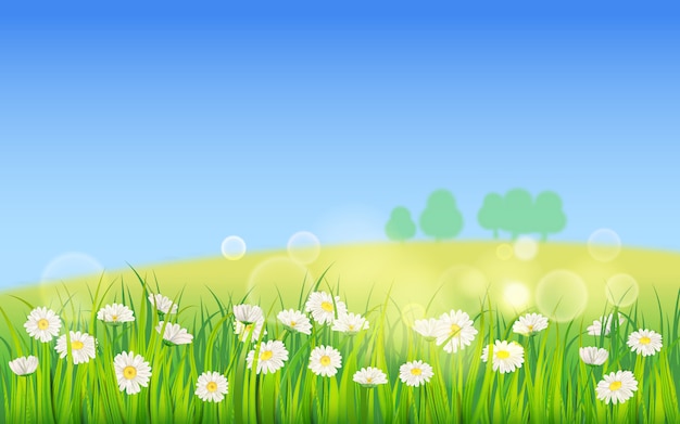 Fondo de plantilla Campo de primavera de flores de margaritas y hierba verde jugosa