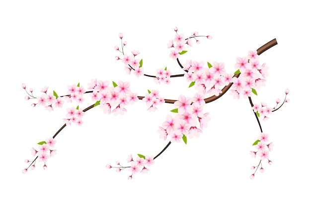 Fondo de primavera de flor de cerezo con flores de sakura rosa ilustración vectorial